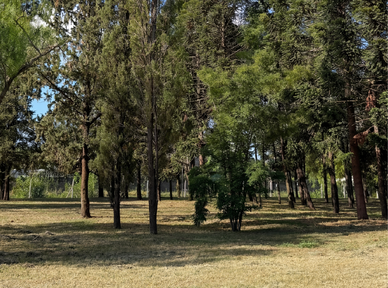 Arbolado Parque Nuevallende